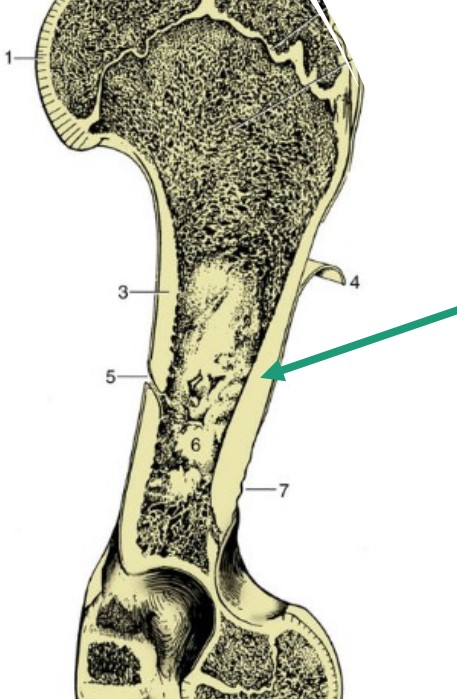 * compact bone
* dense, hard bone
* On a long bone, it is the outermost bone layer which determines the shape of a particular bone.