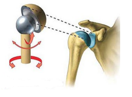 <p>Name this joint</p>