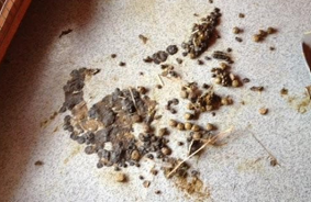 <p>Several possible pathogens</p><p>Tyzzler’s disease - 6-12 wo rabbits, diarrhoea, sudden death, intestinal fibrosis/stenosis and liver necrosis if chronic</p><p>Clostridial Endotoxaemia - overgrowth of Clostridium spp producing Iotatoxin, due to starch rich diets (caecum overload), stress, oral antibiotics (beta-lactams, -mycin)</p><p>Others - Salmonella, E coli, Campylobacter etc</p><p>Treatment - fluids, high fibre and low sugar/starch diet, antibiotics (fluoroquinolones, metronidazole), analgesics, cholestyramine (reduces toxin absorption), maropitant</p>
