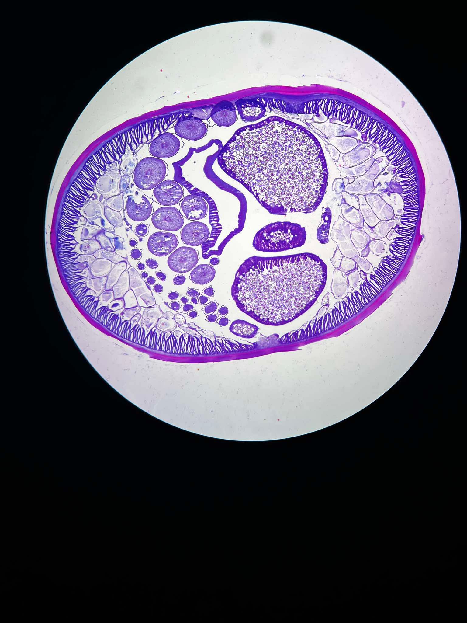 knowt flashcard image