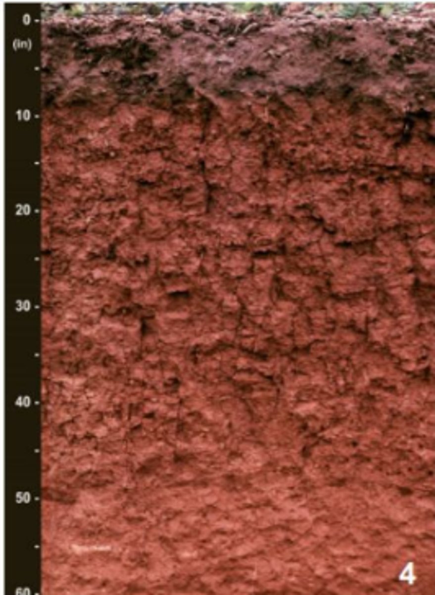 <p>in NC we have ____ soil, which is a dark gray sandy loam with a subsoil of red clay loam</p>