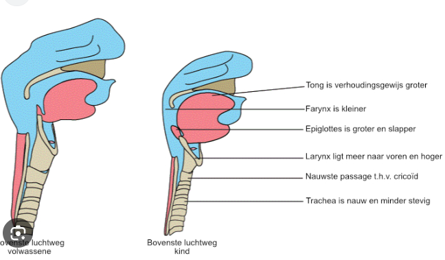 <p>-Hoofd → Het hoofd van een jong kind is groot met een kleine nek waardoor de nek in rugligging tot flexie kan neigen en voor luchtwegobstructie kan zorgen.</p><p>-Tong/mondbodem → Zuigeling hebben in verhouding een grote tong en een zachte mondbodem. De grote tong kan bij een toestand van bewusteloosheid luchtwegobstructie veroorzaken en ook het zicht bij intubatie verminderen. De zachte mondbodem zorgt ervoor dat de luchtweg makkelijker geobstructeerd kan raken bij druk op de kin. Bij BLS vraagt dit een nauwkeurige plaatsing van de vingers op de mandibula.</p><p>-Obligate neusademhalers → De eerste 6 maanden ademen kinderen hoofdzakelijk door de neus. Bij slijmen en snot kan er neusobstructie zijn met toename van de ademarbeid en bij deze kinderen daardoor eventueel respiratoir falen.</p><p>-(Adeno)tonsillaire hypertrofie → Bij kinderen tussen 3 en 8 jaar kan hypertrofie van het adenoïd en/of de tonsillen de oorzaak zijn van luchtwegobstructie. Op deze leeftijd komen kinderen in contact met allerlei nieuwe dingen, ze steken zaken in hun mond, etc waardoor infectie (en dus zwelling) meer voorkomt. Het kan ook de plaatsing van een maagsonde of endotracheale tube bemoeilijken.</p><p>-Larynx → Bij jonge kinderen is de epiglottis hoefijzervorming, slap en hangt naar achter waardoor het de neiging heeft de larynx gedeeltelijk af te dekken, wat de intubatie bemoeilijkt. De larynx ligt ook hoger en meer naar voren. Dit maakt dat intubatie bij jonge zuigelingen makkelijker kan zijn met een recht blad (Millerblad), hiermee kan de epiglottis makkelijker uit het gezichtsveld worden gehouden.</p><p>-Cricoïd → Bij kinderen is het nauwste deel van de luchtweg niet de stembanden maar het subglottische gebied ter hoogte van het cricoïd.</p><p>-Trachea → Is nauw minder stevig en korter waardoor het kan vernauwen bij hyperextensie en flexie van de nek.</p>