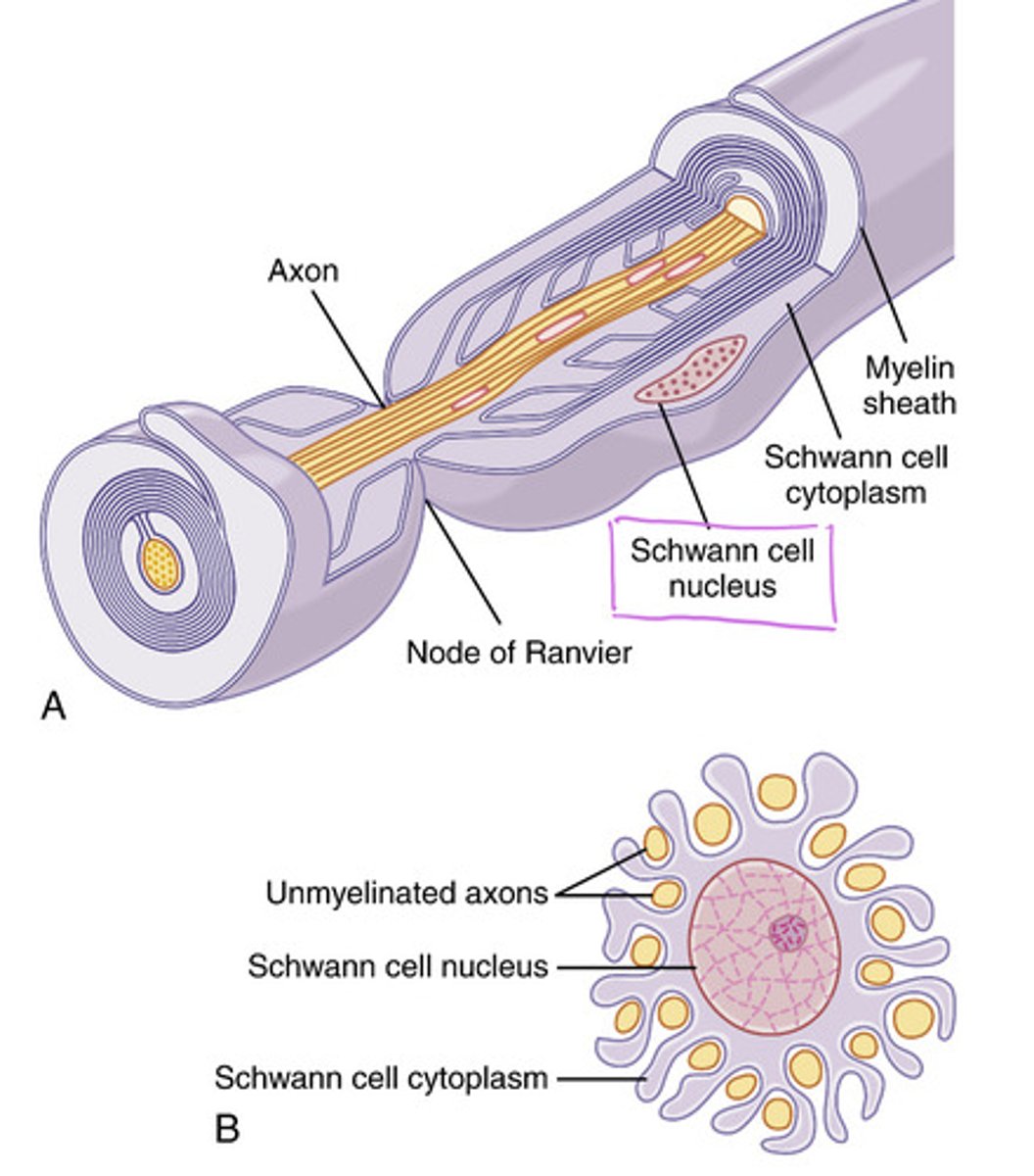 <p>Schwann cells</p>