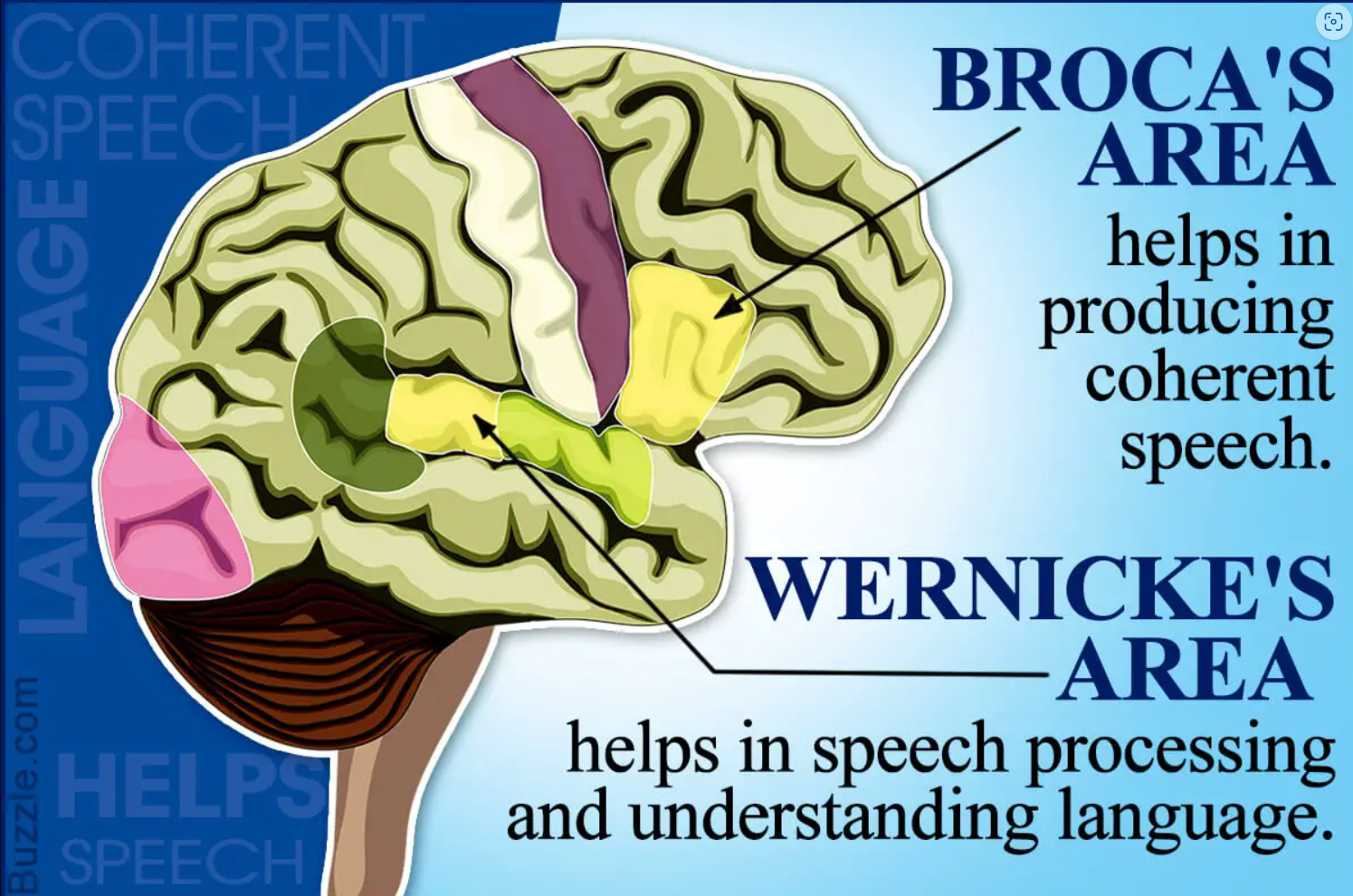 <p>What are Boca’s and Wernicke’s areas of brain?</p>