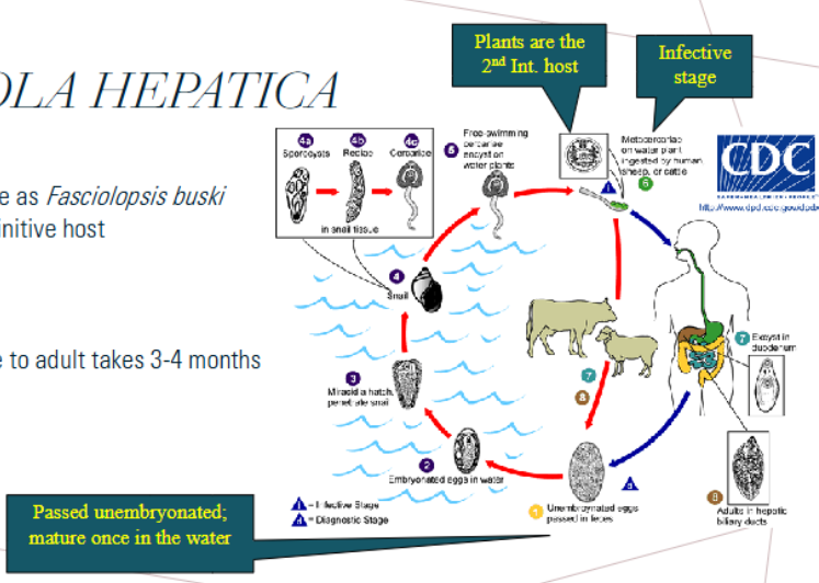 <p><span>same life cycle as Fasciolopsis buski except for reservoir host (cattle)</span></p><ol><li><p>unembryonated eggs pass in feces</p></li><li><p>embryonate in water</p></li><li><p>miracidia hatch &amp; penetrate snail</p></li><li><p>develops into multiple stages in snail</p></li><li><p>metacercariae release from snail</p></li><li><p>metacercariae lives on water plants (2nd int host) &amp; are ingested by cattle, sheep or humans</p></li><li><p>metacercariae encysts in duodenem</p><ul><li><p>metacercariae to adult takes 3-4 months</p></li></ul></li><li><p>adults live in hepatic biliary ducts</p></li></ol><p></p>