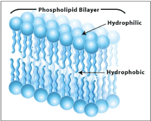 <ul><li><p>amphipathic</p></li><li><p>dynamic arrangement (fluid; ever-changing)</p></li><li><p>creates framework for the plasma membrane</p></li><li><p>makes up 75% of membrane lipids</p></li></ul><p></p>