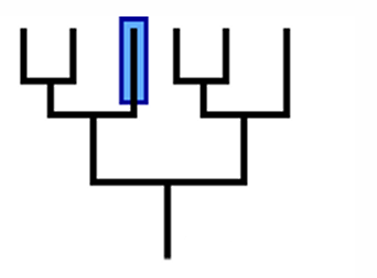<p>determine whether a clade or not</p>