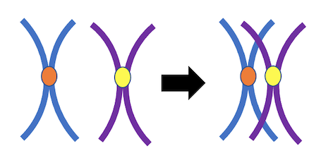 during prophase I, homologous chromosomes pair together forming a terad (terad=set of 4)