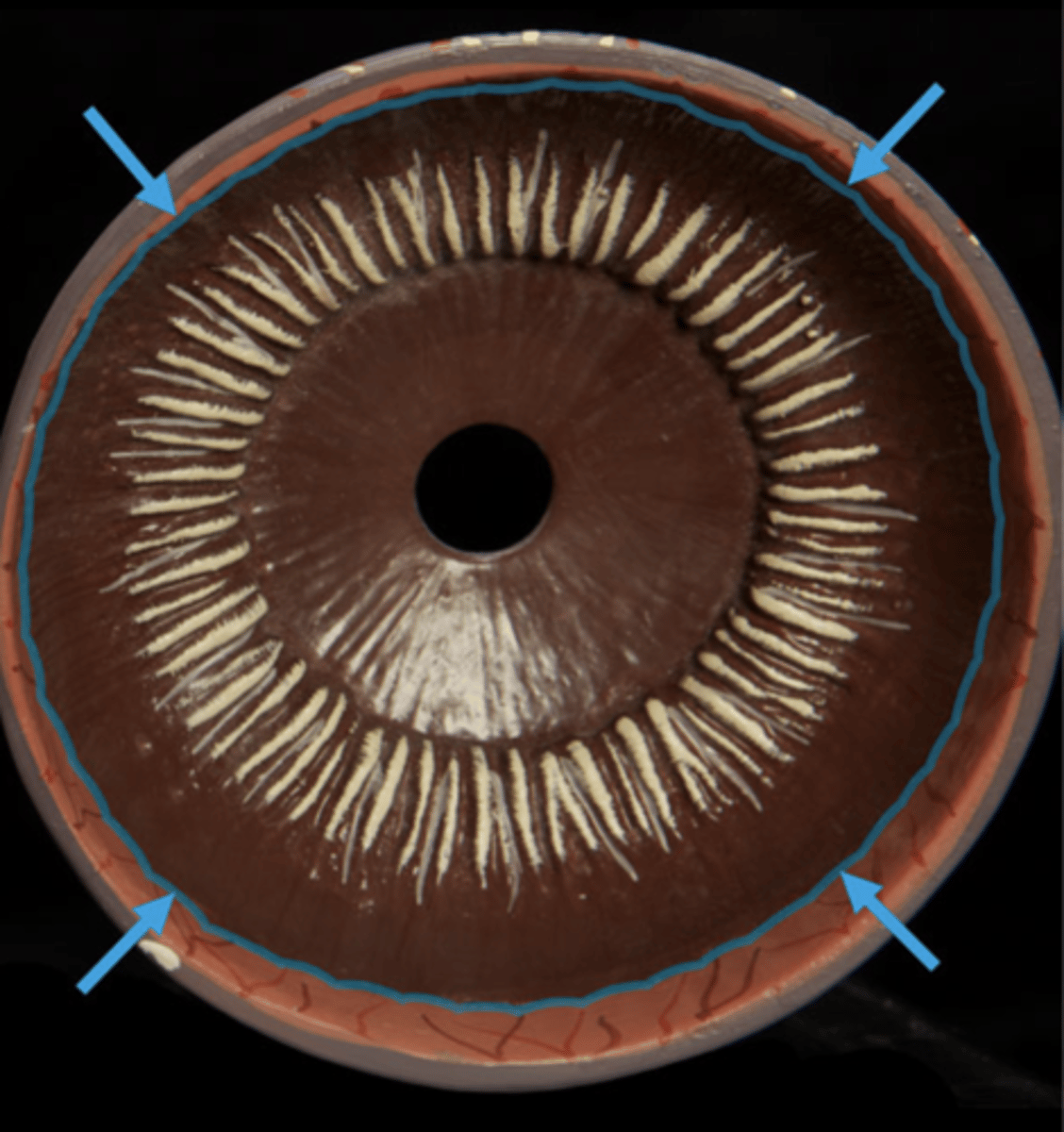 <p>ridges kinda</p>