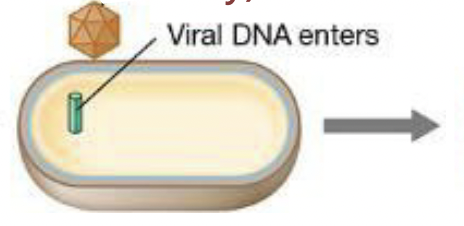 <p>viral genome penetrates the host cell</p><ul><li><p>bacterial viruses: inject the genome and caspid remains outside</p></li><li><p>animal viruses: virion enters the host cell and genome is then released within the cell</p></li></ul><p></p>