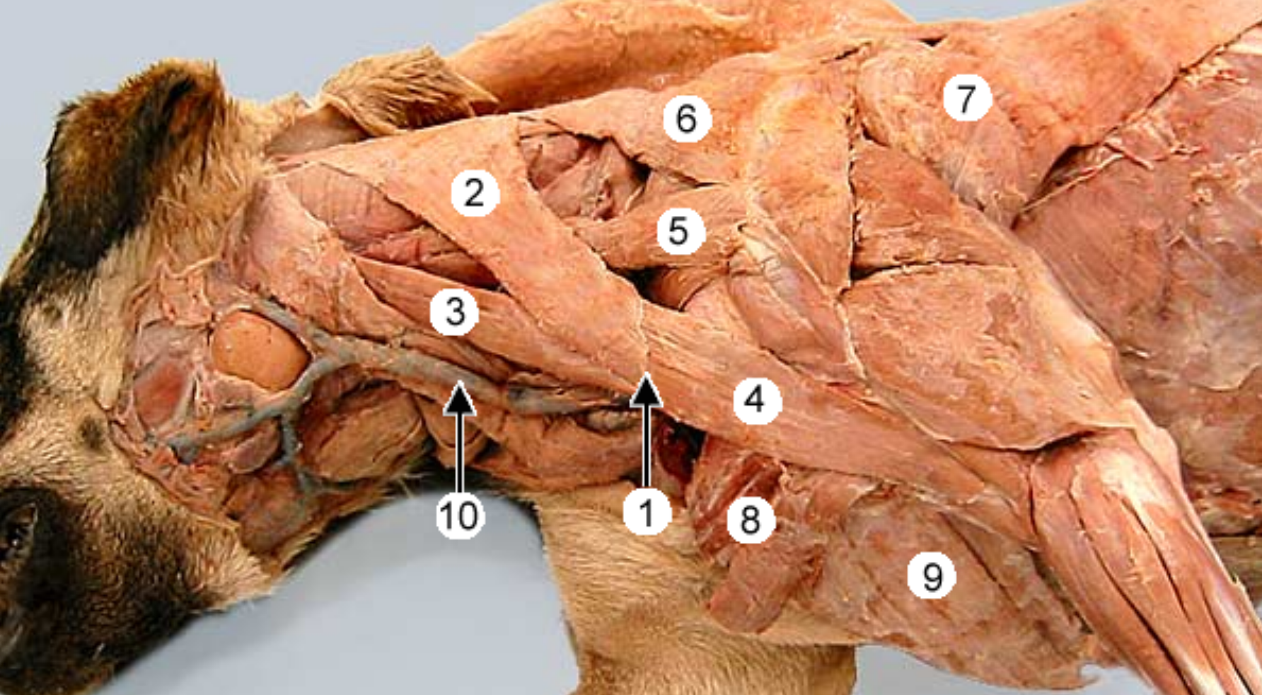 <p>lateral view of dogs neck:</p><p>label 1, 2, 4, 10</p><p>what is 1,2,4 called together</p>