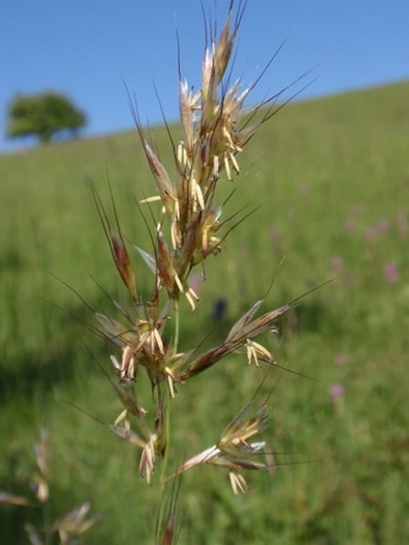 <p>Meadow Oat-Grass</p>