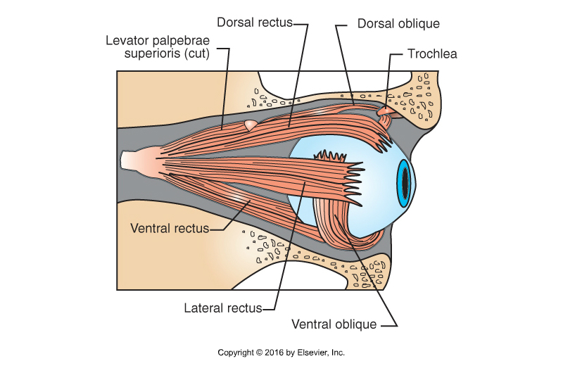 <p>Extraocular Eye Muscles </p>
