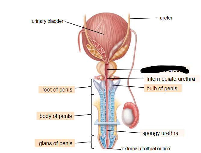 <p>What is this within the Reproductive Ducts?</p>