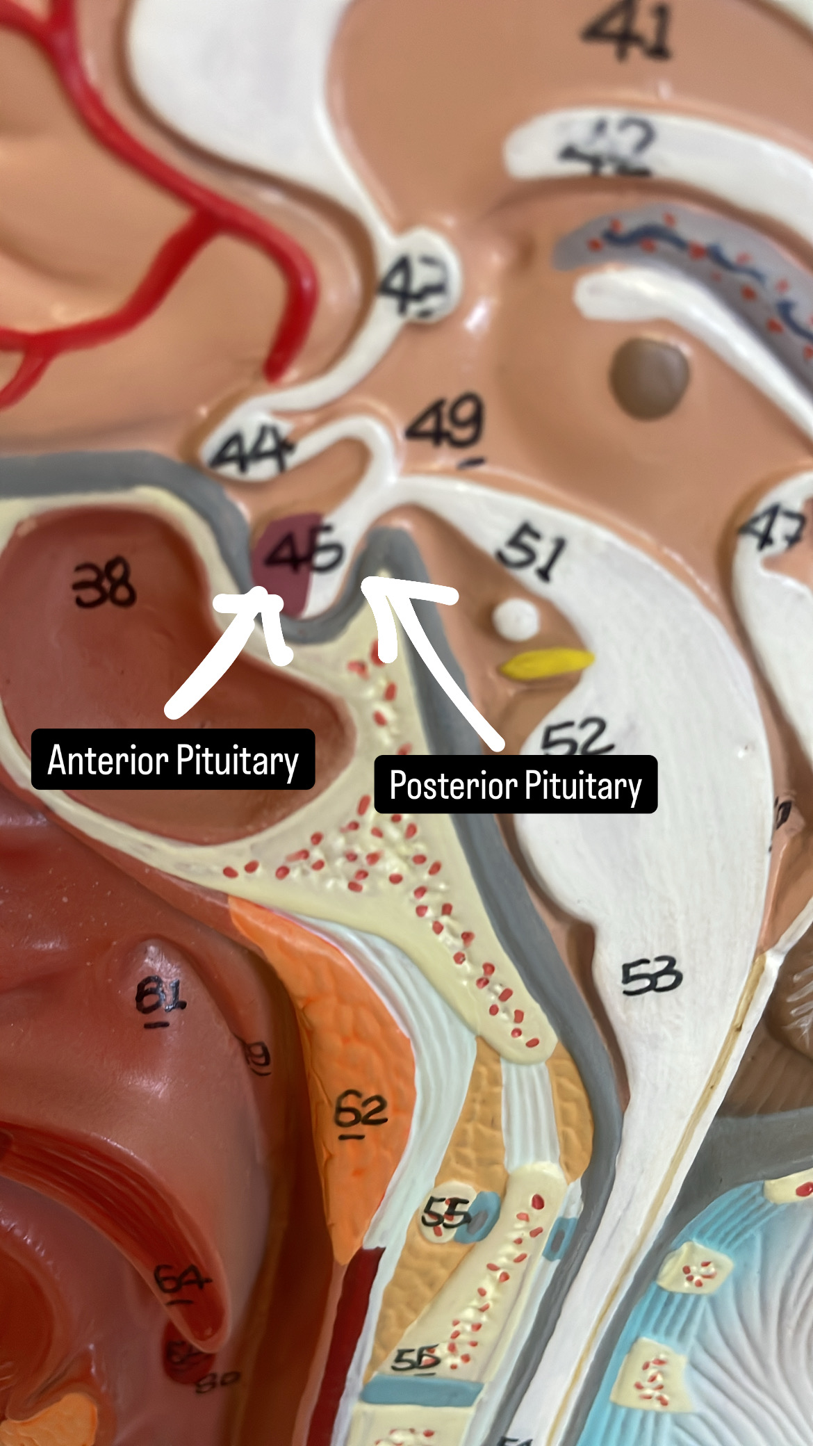 <p>Consists of Anterior pituitary gland and Posterior pituitary gland</p>