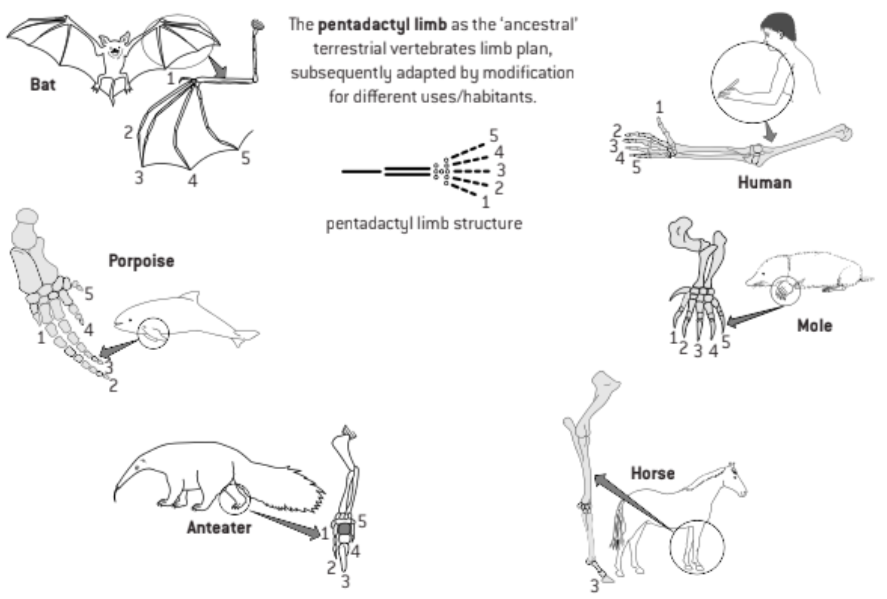 <p>similarities in origin, yet different structures and functions is best explained by evolution</p><p><em>the common ancestor gave the structure, the organisms changed the function</em></p>