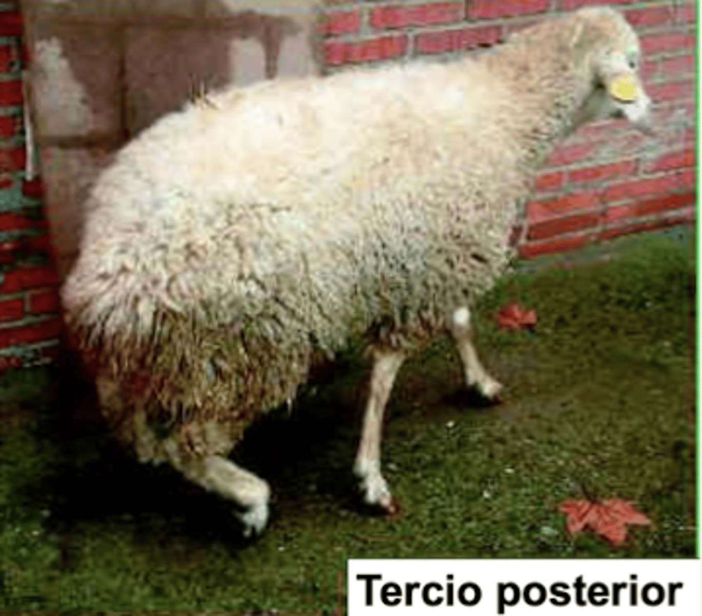 <p>- trote anómalo</p><p>- caídas</p><p>- proiezos</p><p>- adelgazamiento</p><p>- dificultad de extensión de la articulación del menudillo</p><p>- paraplejia, parálisis total, y muerte</p><p>- casos avanzados: mioatrofia de las extremidades posteriores</p>