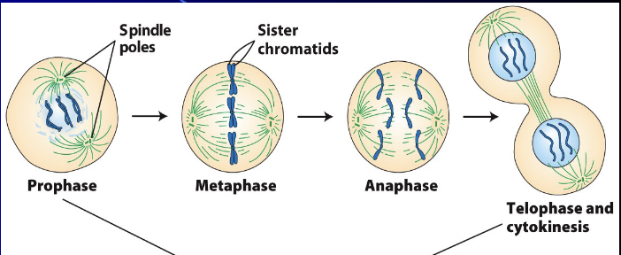 <ul><li><p><span><span>the process of cell division where a single cell divides into two genetically identical daughter cells</span></span></p></li><li><p><span><span>crucial for growth and replacing worn-out cells in organisms</span></span></p></li><li><p><span><span>chromosomes condense and become visible in prophase</span></span></p></li><li><p><span><span>they align at the cell's midline during metaphase</span></span></p></li><li><p><span><span>the duplicated chromosomes separate in anaphase</span></span></p></li><li><p><span><span>and finally, two new nuclei form at opposite ends of the cell in telophase</span></span></p></li></ul><p></p>