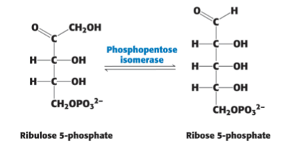 <p>Who isomerizes ribulose 5-P → ribose 5-P?</p>