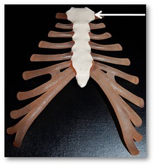 Name this specific part of the sternum.
