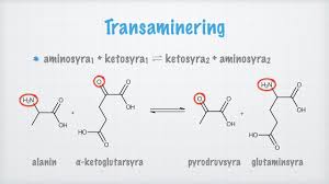 <p>AA kan byggas om till andra aa mha ketosyror.</p><p>aa₁ + ketosyra₁ ⇌ aa₂ + ketosyra₂</p>