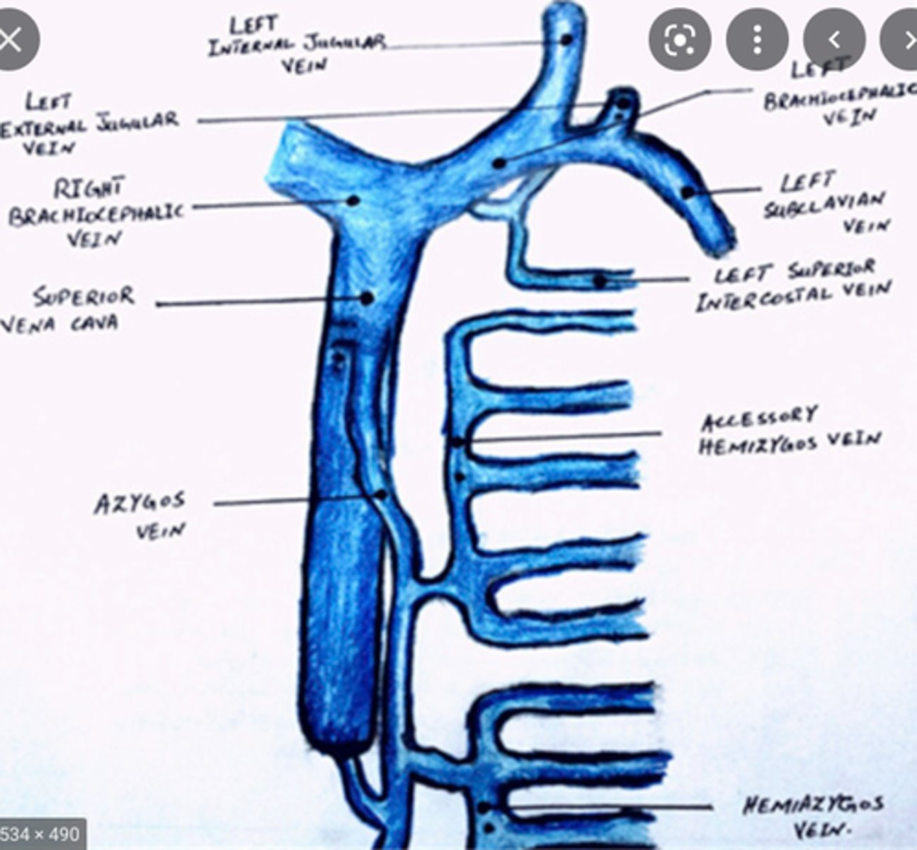 <p>-Receive blood from the exterior cranium and deep parts of the face</p><p>-Located in the superficial fascia of the lateral neck</p><p>-Empty into the subclavian vein</p>