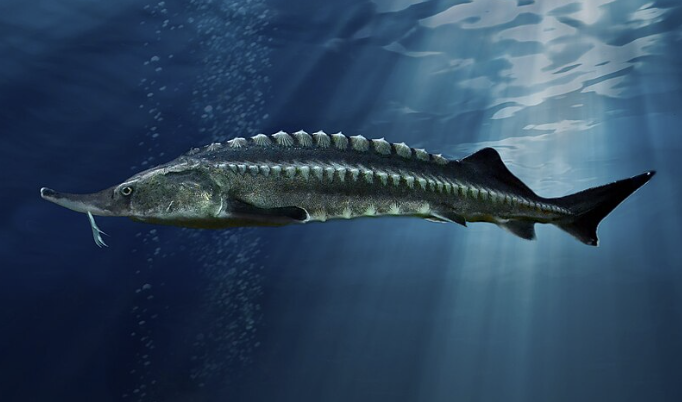 <p>paddlefishes and sturgeons</p><p></p><p>Key traits:</p><ul><li><p>2 specialized relic families</p></li><li><p>heterocercal caudal, spiracles, secondarily cartilaginous skeletons, spiral valve intestine</p></li></ul><p></p>