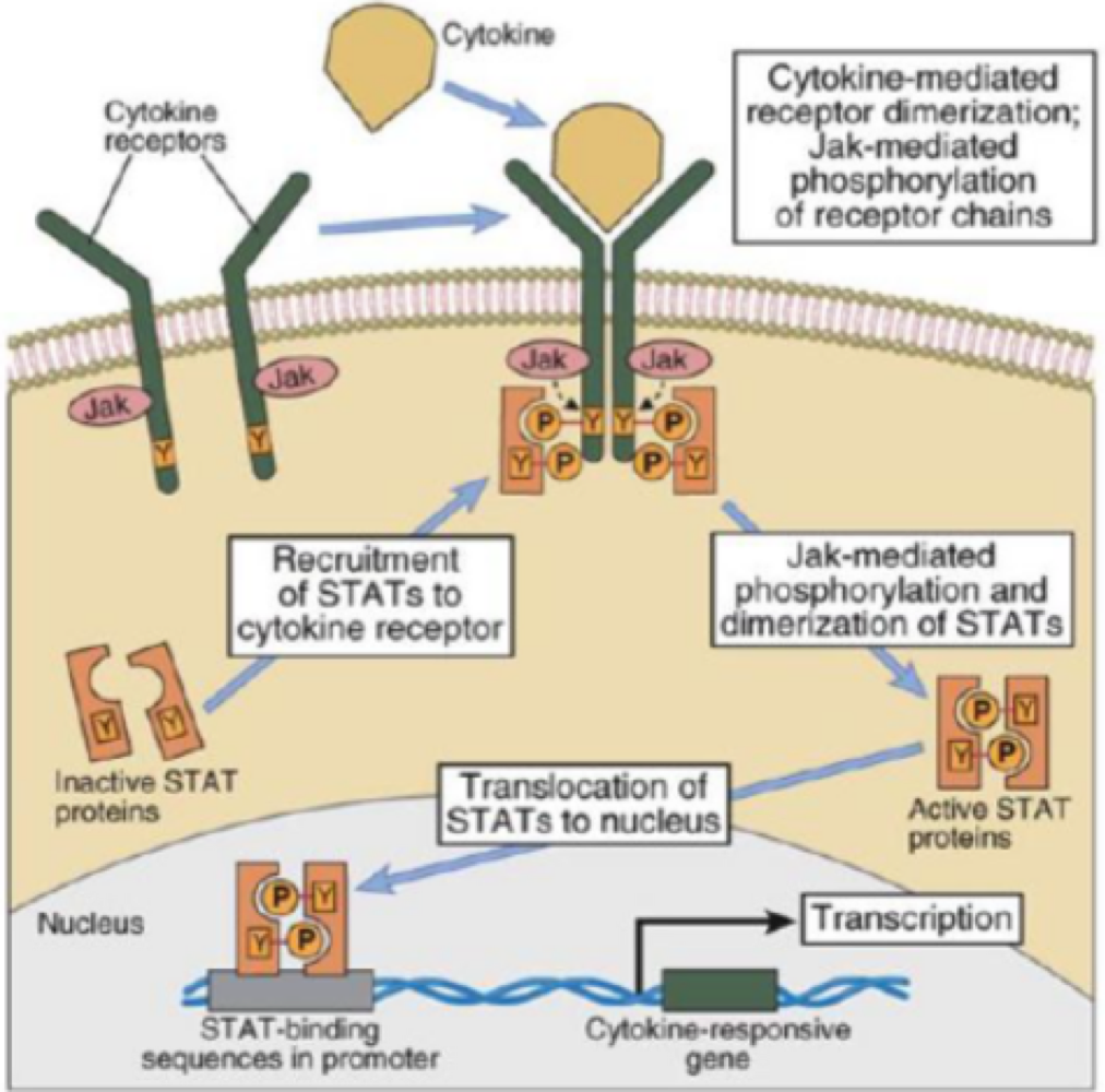 <p>JAK/STAT pathway&nbsp;</p>