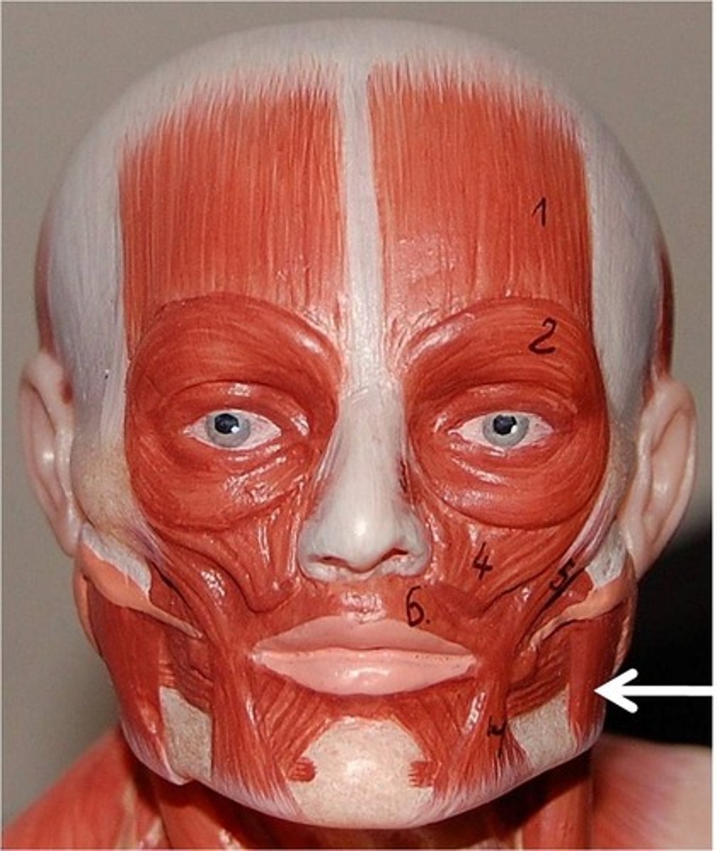 <p>Elevates mandible when chewing and slightly protracts it</p>
