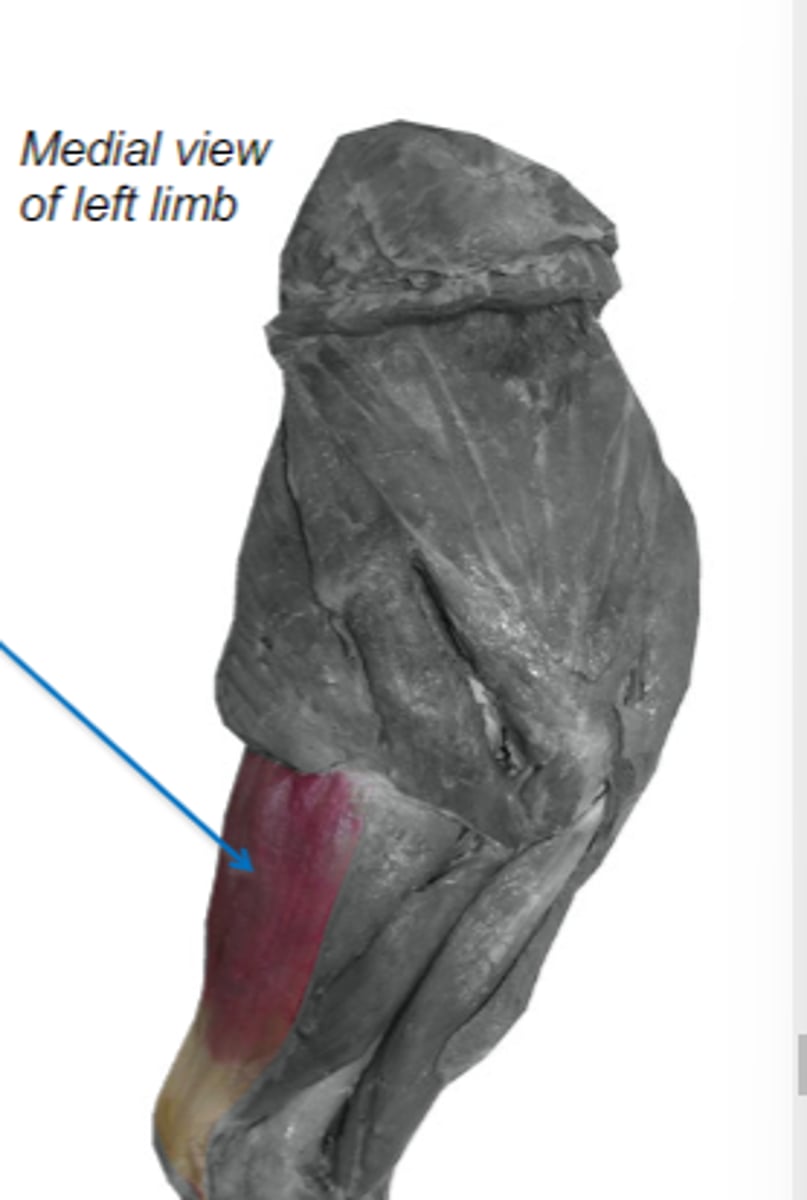 <p>Action of tensor fasciae antebrachii</p>