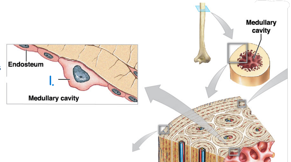 What is the name of this cell #1?