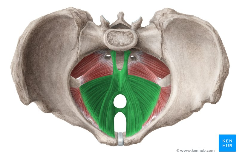 <p>constricts the anus, urethra, and vagina; resists increased intra-abdominal pressure; and supports fetal head during childbirth</p>