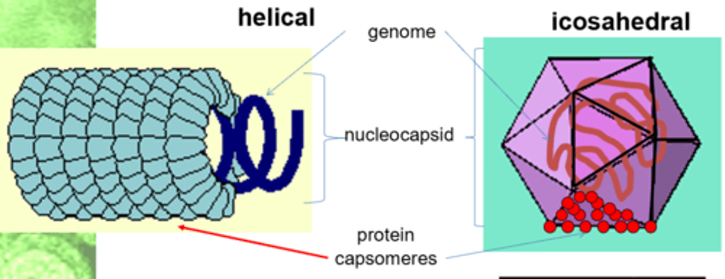 <p>-Helical</p><p>-Icosahedral</p><p>-Poxviruses (complex symmetry)</p>