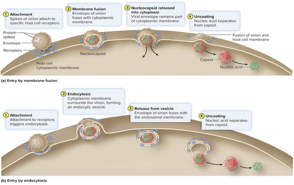 <p><strong>Fusion or Endocytosis</strong></p>
