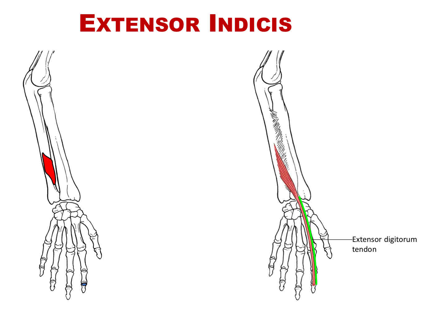 <p>Nerve Supply of Extensor Indicis</p>