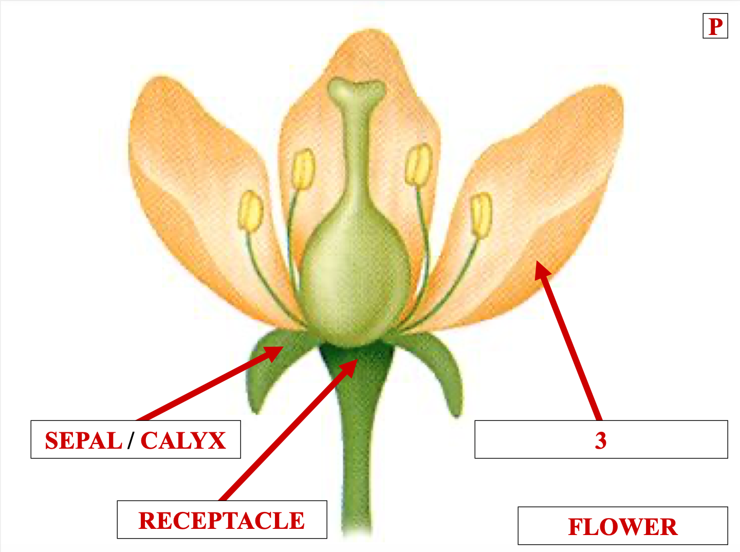 <p>name structure 3</p>