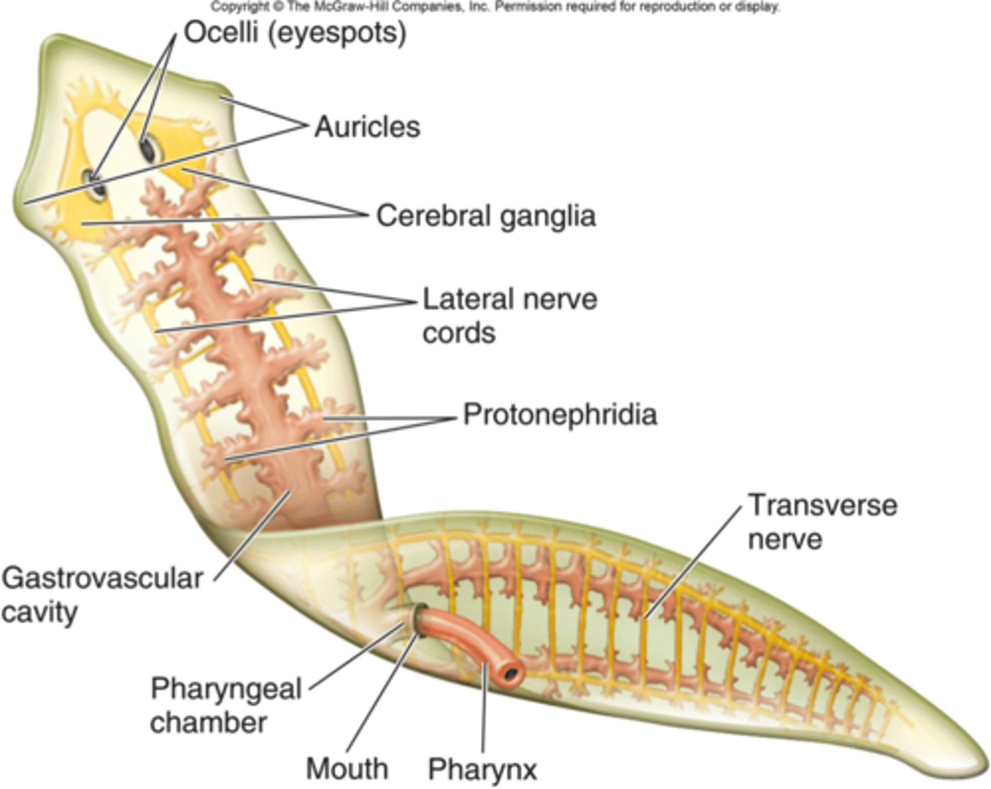 <p>flatworm diagram</p>