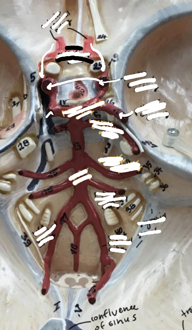 <p>The red bridge in between the 2 horns of the anterior cerebral artery</p>