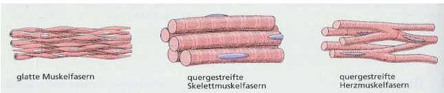 <ul><li><p>glatte Muskelfasern (innere Organe)</p></li></ul><ul><li><p>quergestreifte Skelettmuskelfasern</p></li><li><p>quergestreifte Herzmuskelfasern</p></li></ul><p></p>