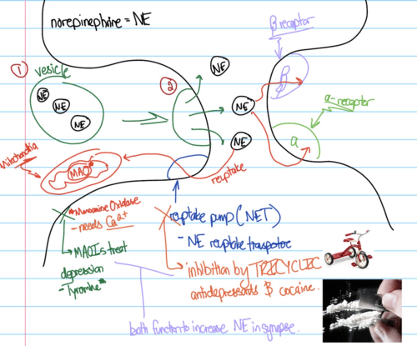 knowt flashcard image