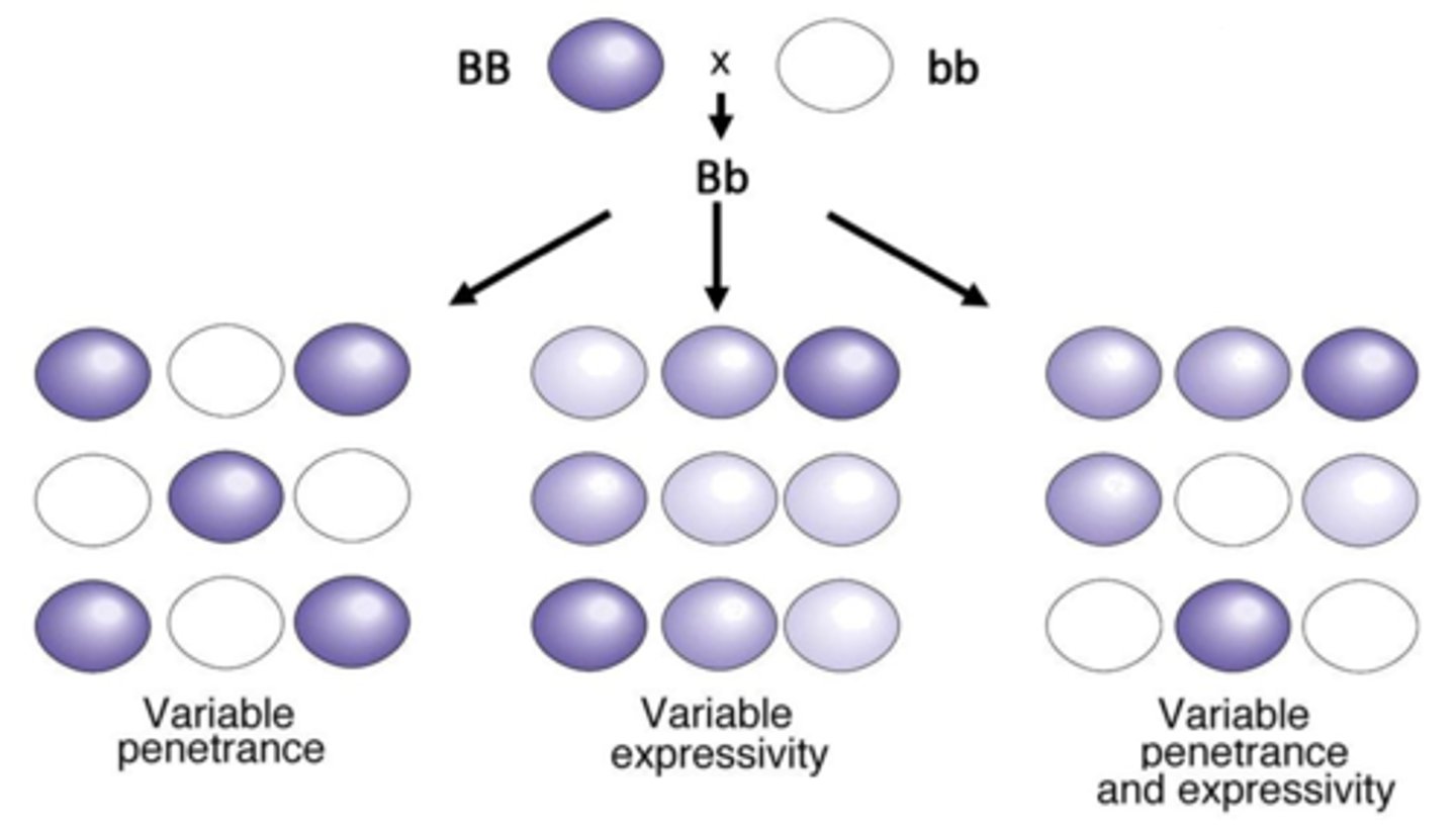 <p>degree to which a phenotype is expressed from the same genotype (not based on heterozygous genotype like in incomplete dominance)</p>