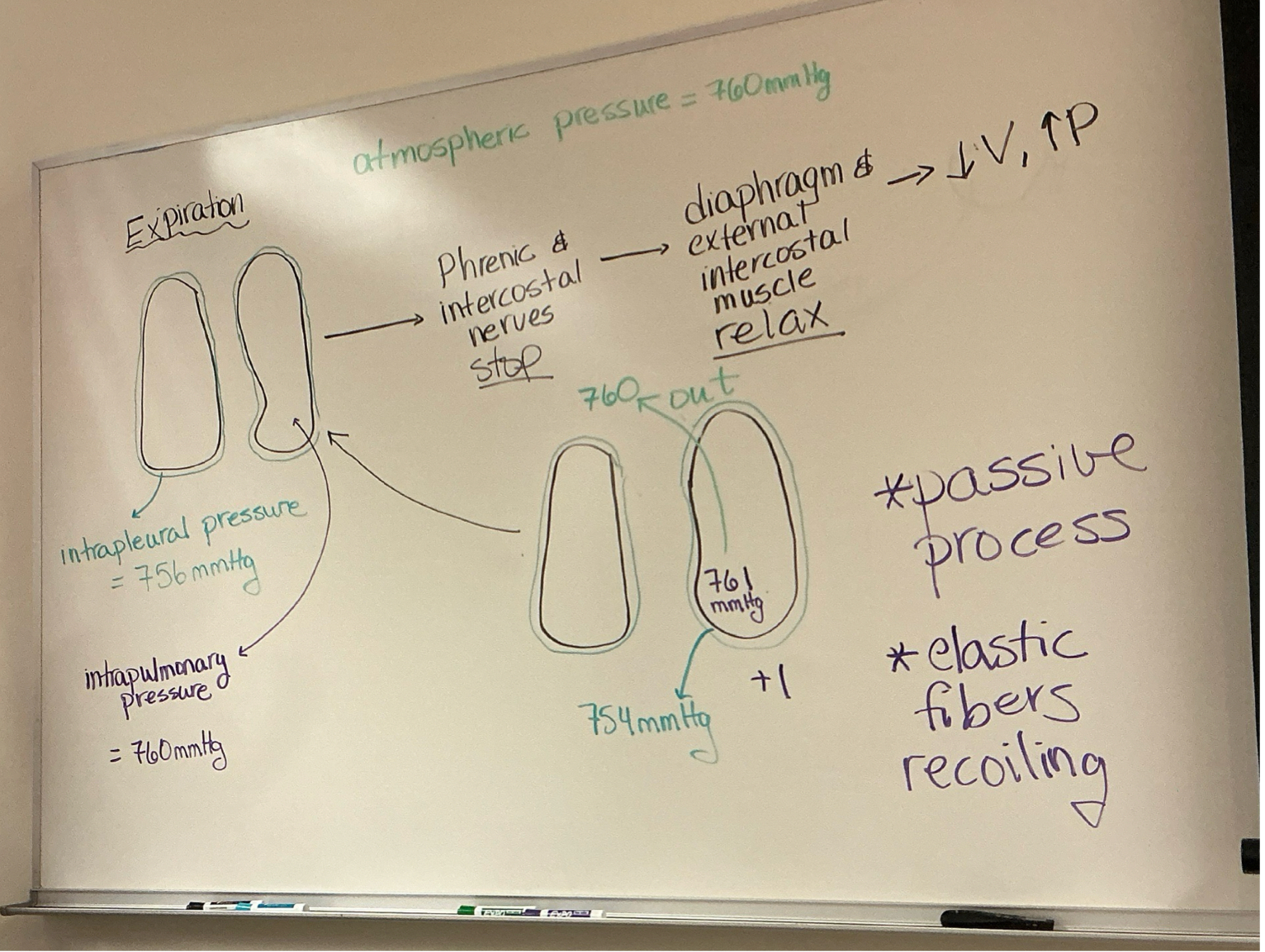 <p>explain what happens during expiration. explain what happens in terms of volume and pressure changes in the lungs when diaphragm and external intercostal muscs contract. make sure to include movement of air and pressure diffs inside lungs and pleural pressure. </p>