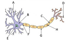 <p>Which letter represents dendrites?</p>