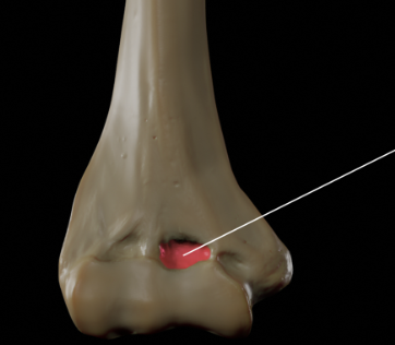 <p>Landmark Name: (Anterior)</p>