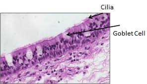 <ul><li><p>made of cells with hair like structures called cilia on one surface that move in a rhythmic manner</p></li><li><p>lines the trachea, causing mucus to be swept away from the lungs</p></li><li><p>goblet cells are also present, releasing mucus to trap any unwanted particles present in the air, this prevents particles which may be bacteria from reaching the alveoli inside the lungs</p></li></ul><p></p>