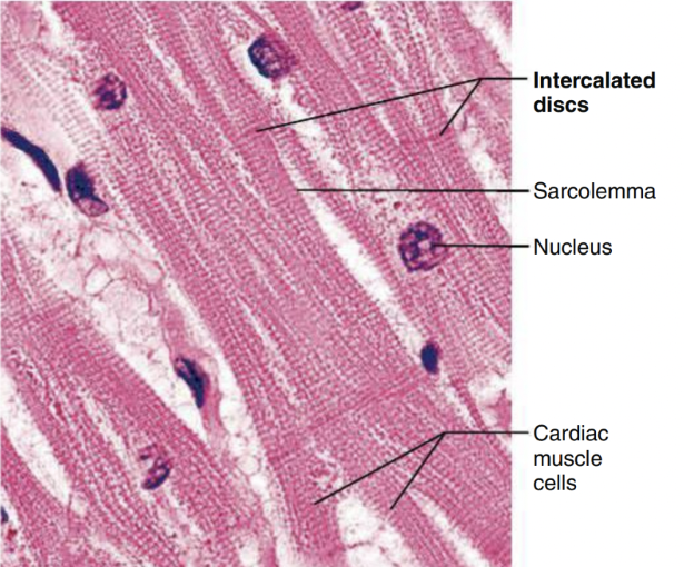 <p>support synchronized contraction of cardiac muscle tissue</p>