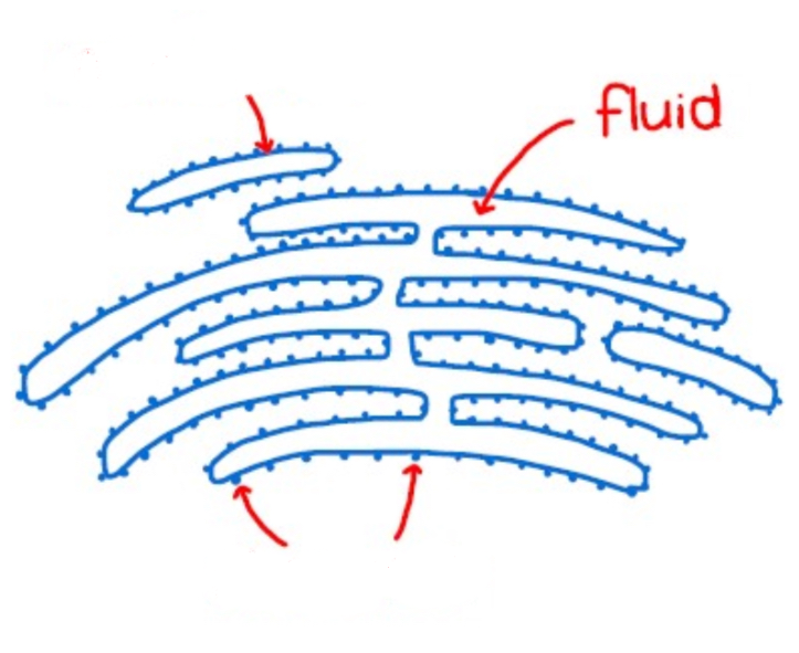 <p>Label the fluid in the rough endoplasmic reticulum </p>