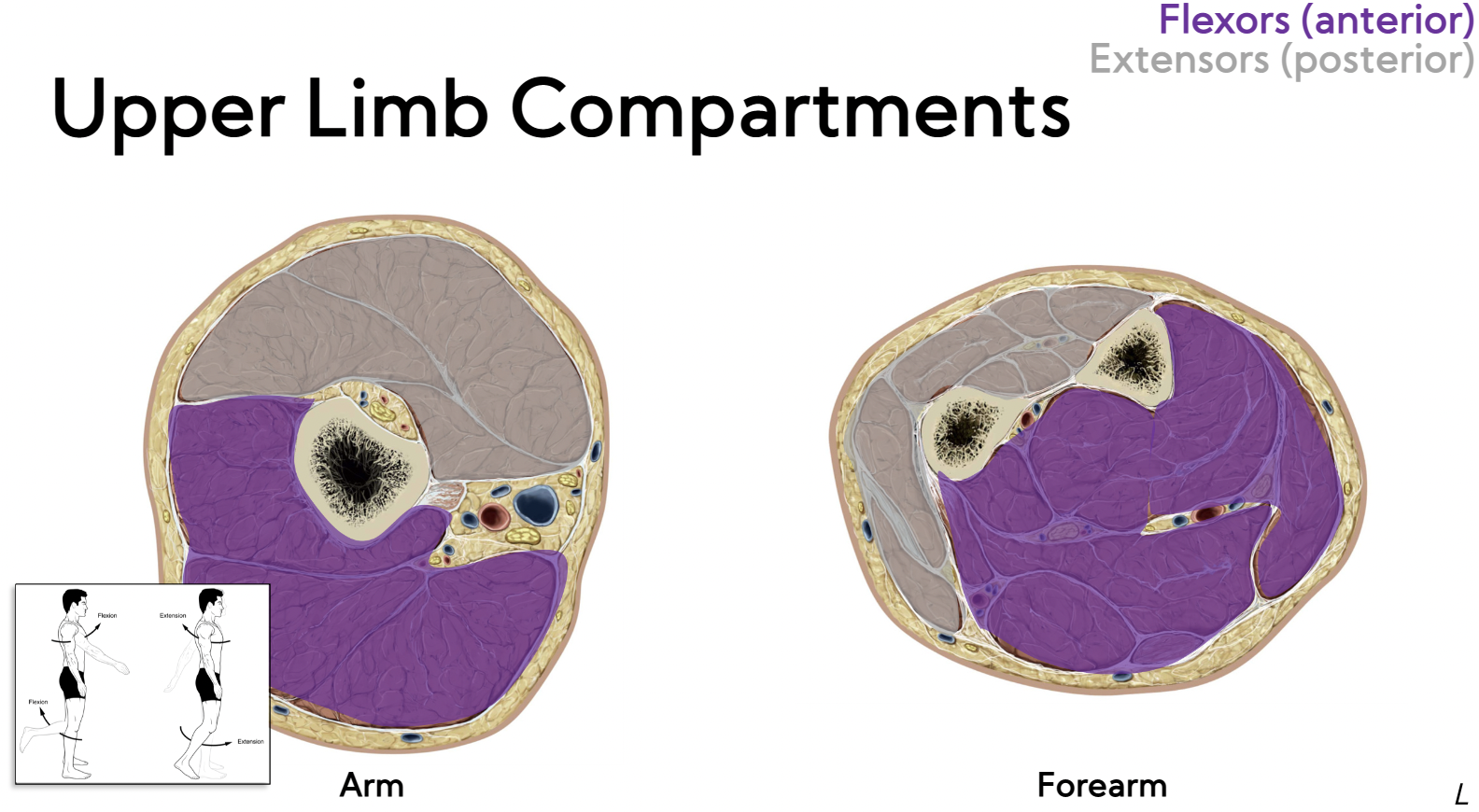 * flexors → anterior 
* extensors → posterior 