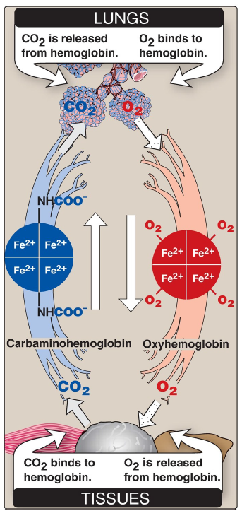 <p>CO<sub>2</sub></p>