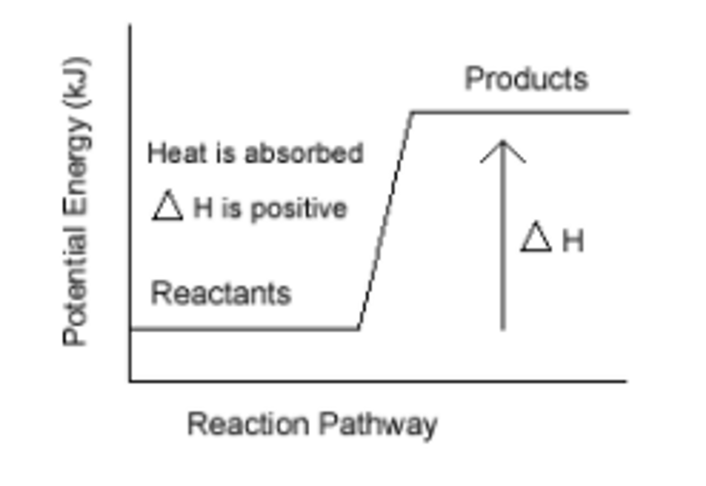 <p>A reaction in which energy is absorbed</p>